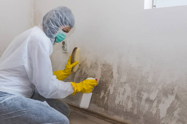 Best White Mold Remediation in Trenton, FL