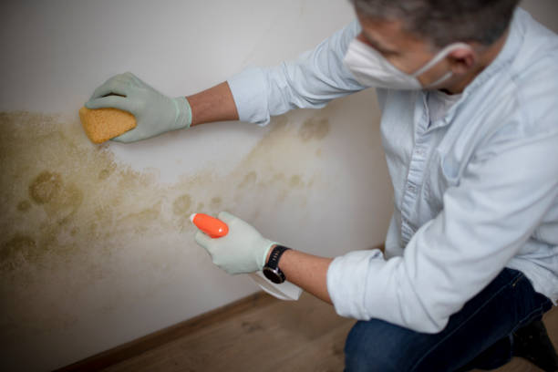 Best Black Mold Remediation in Trenton, FL