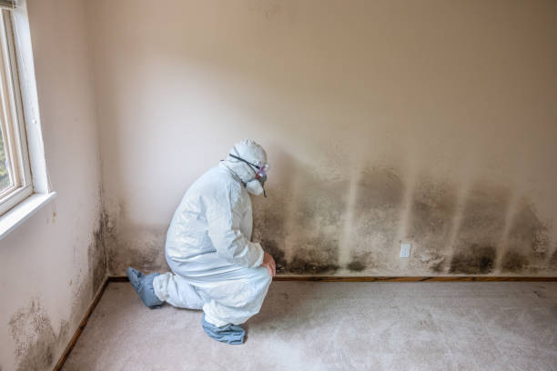 Best Mold Remediation for Schools in Trenton, FL