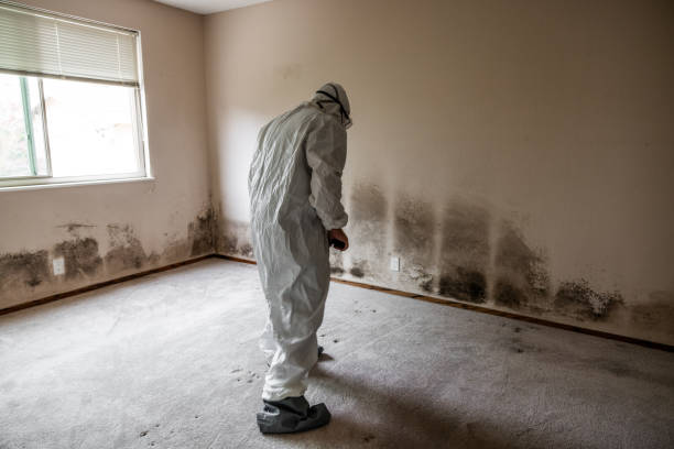 Best Attic Mold Remediation in Trenton, FL